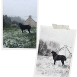 Commande personnalisée encre de Chine - chien