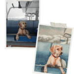 Commande personnalisée - aquarelle - chien