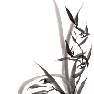 orchidée encre de chine