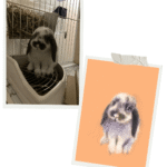 Commande personnalisée lapin